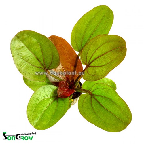 Echinodorus reni in pot